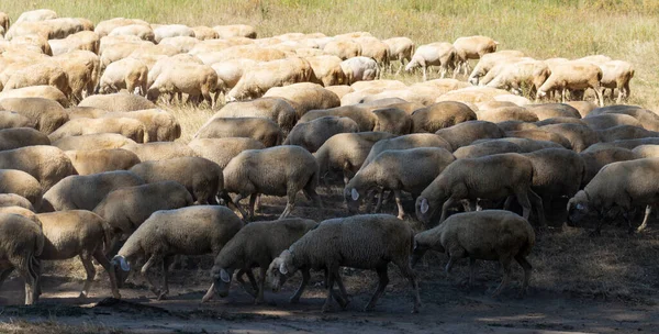 Una Manada Cabras Ovejas Supervivencia Los Animales Árida Estepa Pastos — Foto de Stock