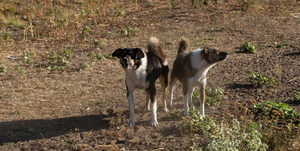 İki kuduz köpek kameranın objektifine atlıyor..