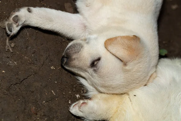 Small White Puppy Sleeping Ground Portrait Animal — Stock Photo, Image
