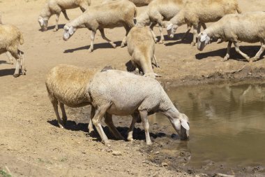 Bir su birikintisinde koyun. Gölün kıyısında koyun içme suyu. Hayvanlar çayırda otlar. Avrupa 'nın otlakları.