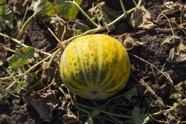 Kavun tarlası. Sahada olgunlaşmış sarı sulu kavunlar.