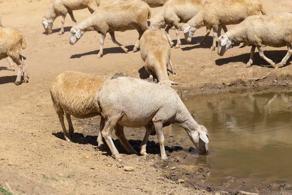 Ovejas Abrevadero Ovejas Bebiendo Agua Orilla Del Lago Los Animales — Foto de Stock