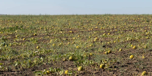 Kavun tarlası. Sahada olgunlaşmış sarı sulu kavunlar.