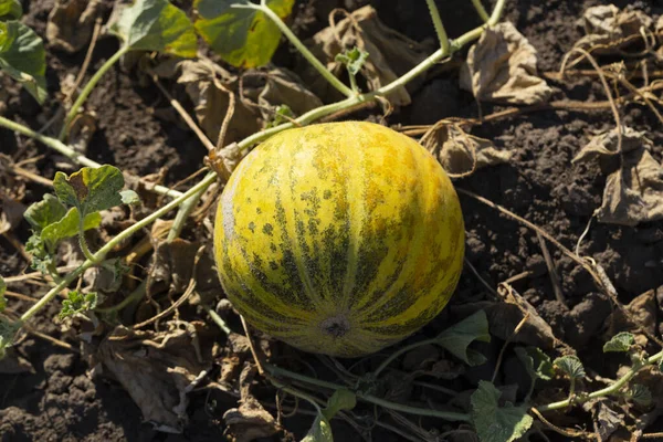 Kavun tarlası. Sahada olgunlaşmış sarı sulu kavunlar.