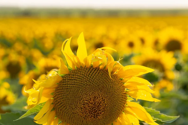 Image of beautiful sunflowers photographed close. Sunflower Flower Blossom.