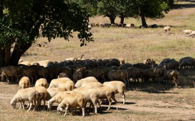 Keçi ve koyun sürüsü. Hayvanlar çayırda otlar. Avrupa 'nın otlakları.