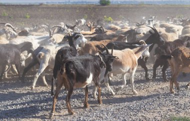 Keçi ve koyun sürüsü. Hayvanlar tozlu bir yolda yürüyor.