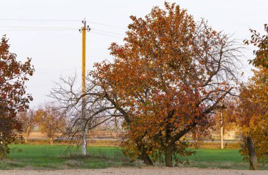 Kırmızı yapraklı kiraz ağacı. Sonbahar, rengarenk yapraklarla dolu bir ağaçla sonbahar manzarası, güneşli mavi gökyüzü. Mükemmel mevsimlik tema. Kırmızı yapraklı Flora..