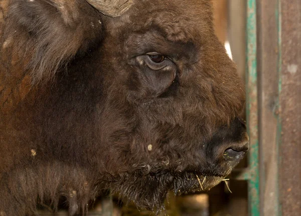 Bisons Bison Bonasus Auch Wisent Genannt Maulkorb Eines Tieres Aus — Stockfoto