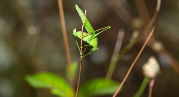 一种长有镰刀的丛林蟋蟀 昆虫正坐在一片草叶上 — 图库照片