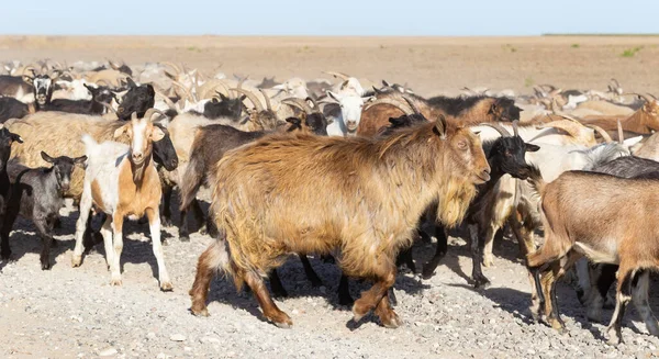 Una Manada Cabras Ovejas Los Animales Caminan Por Camino Polvoriento — Foto de Stock