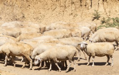 Keçi ve koyun sürüsü. Kurak bozkırlarda hayvanların hayatta kalması. Avrupa 'nın otlakları.
