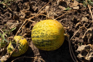 Kavun tarlası. Sahada olgunlaşmış sarı sulu kavunlar.