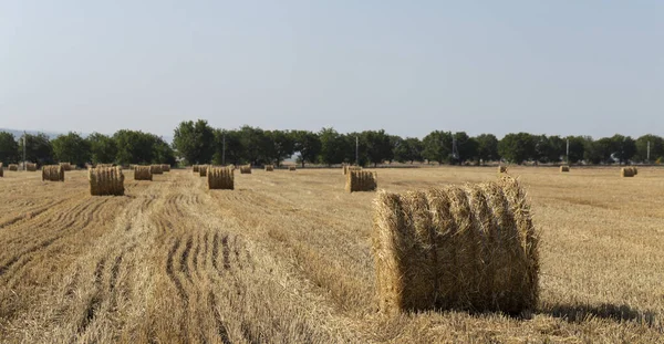 Búza Betakarítás Kerek Szalmabálák Mezőn — Stock Fotó