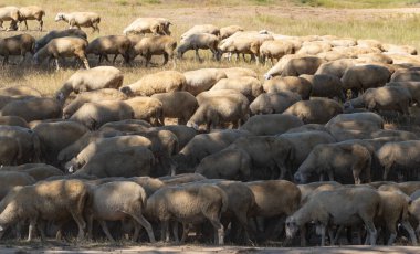 Keçi ve koyun sürüsü. Kurak bozkırlarda hayvanların hayatta kalması. Avrupa 'nın otlakları.