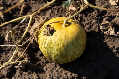 Kavun tarlası. Sahada olgunlaşmış sarı sulu kavunlar.