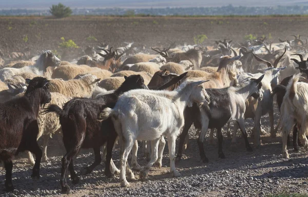 Una Manada Cabras Ovejas Los Animales Caminan Por Camino Polvoriento — Foto de Stock