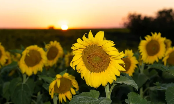 Campo Girassóis Florescendo Pôr Sol Fundo — Fotografia de Stock