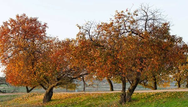 Cerejeira Com Folhas Avermelhadas Outono Queda Paisagem Com Uma Árvore — Fotografia de Stock