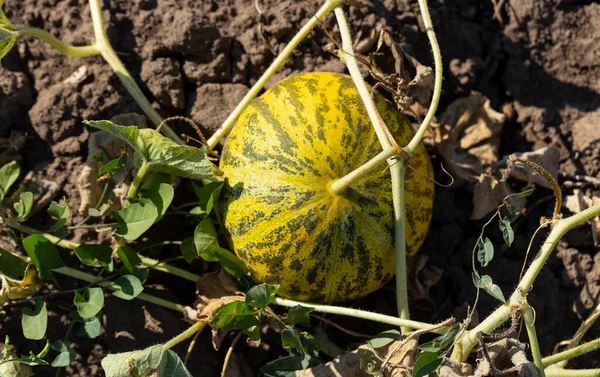 Melon field. Yellow juicy melons ripened on the field.