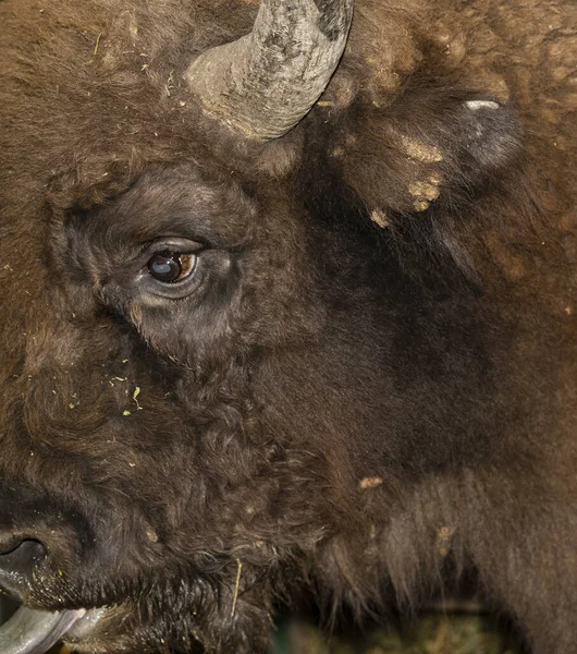 European bison (Bison bonasus), also known as the wisent. Muzzle of an animal at close range. The bull stuck out his tongue.