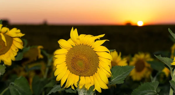 Campo Girassóis Florescendo Pôr Sol Fundo — Fotografia de Stock