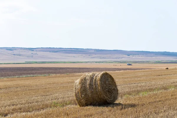 Búza Betakarítás Kerek Szalmabálák Mezőn — Stock Fotó