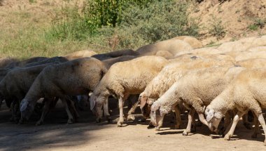 Keçi ve koyun sürüsü. Hayvanlar çayırda otlar. Avrupa 'nın otlakları.