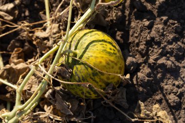 Kavun tarlası. Sahada olgunlaşmış sarı sulu kavunlar.