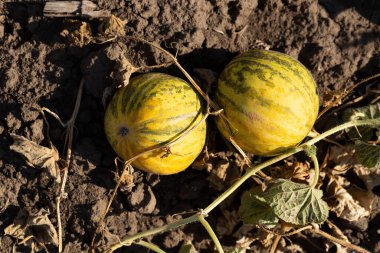 Kavun tarlası. Sahada olgunlaşmış sarı sulu kavunlar.