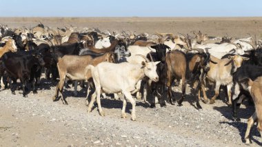 Keçi ve koyun sürüsü. Hayvanlar tozlu bir yolda yürüyor.