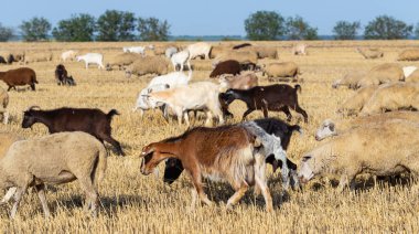 Keçi ve koyun sürüsü. Hayvanlar buğday sakalında otlar. Tarlada saman balyaları.