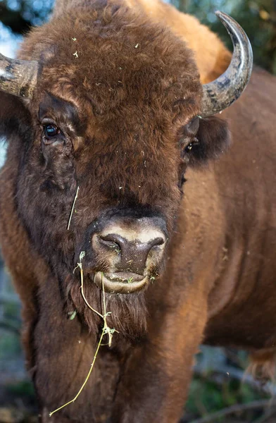 Европейский Бизон Bison Bonasus Известный Мудрец Существование Животного Заповеднике — стоковое фото