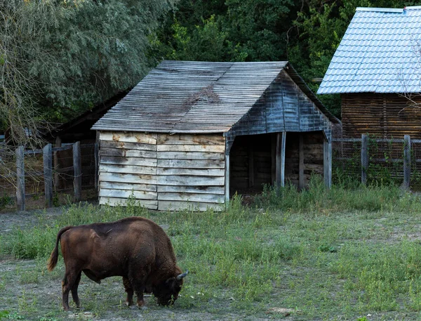 European Bison Bison Bonasus Also Known Wisent Existence Animal Reserve — Stock Photo, Image