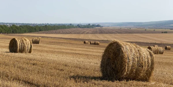 Búza Betakarítás Kerek Szalmabálák Mezőn — Stock Fotó