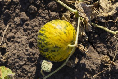 Kavun tarlası. Sahada olgunlaşmış sarı sulu kavunlar.