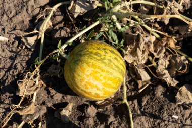 Kavun tarlası. Sahada olgunlaşmış sarı sulu kavunlar.