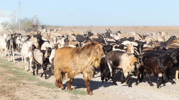 Una Manada Cabras Ovejas Los Animales Caminan Por Camino Polvoriento — Foto de Stock