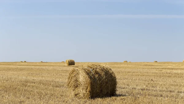 Збирання Пшениці Круглі Тюки Соломи Полі — стокове фото