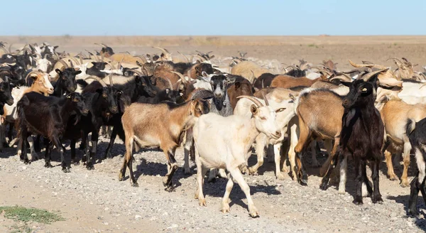 Una Manada Cabras Ovejas Los Animales Caminan Por Camino Polvoriento — Foto de Stock