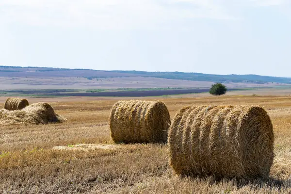 Búza Betakarítás Kerek Szalmabálák Mezőn — Stock Fotó