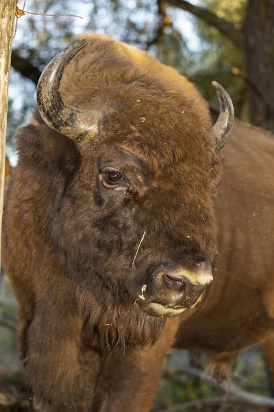 Bisão Europeu Bison Bonasus Também Conhecido Como Sábio Bocal Animal — Fotografia de Stock