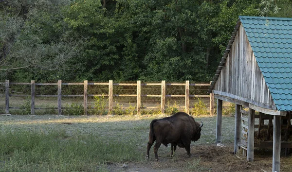 European Bison Bison Bonasus Also Known Wisent Existence Animal Reserve — Stock Photo, Image