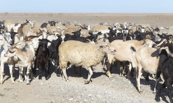 Una Manada Cabras Ovejas Los Animales Caminan Por Camino Polvoriento — Foto de Stock