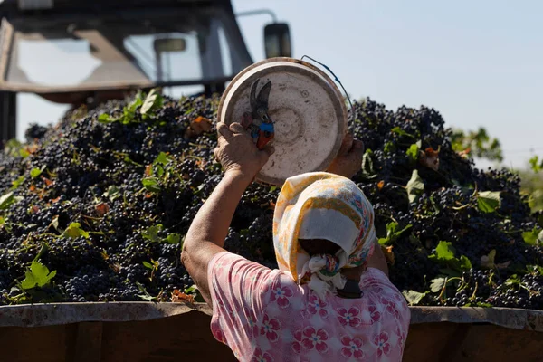 Köylüler Üzüm Topluyor Evi Hasat Şarap Üretimi Şarap Üretim Teknolojisi — Stok fotoğraf