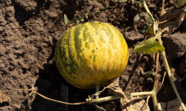 Kavun tarlası. Sahada olgunlaşmış sarı sulu kavunlar.