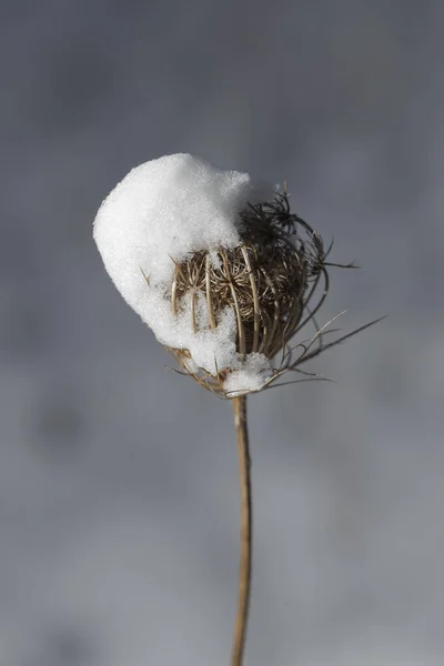 Plante Sèche Couverte Neige Hiver Daucus Carota Carotte Sauvage Nid — Photo