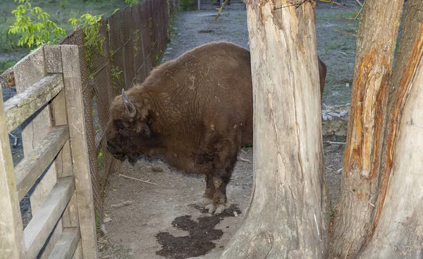 Европейский Бизон Bison Bonasus Известный Мудрец Бык Загоне — стоковое фото
