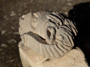 Heykel kireçtaşından yapılmıştır. Arılar 'ın başı. Eski bir Yunan binasının dekoratif unsurları. 5. yüzyıl.