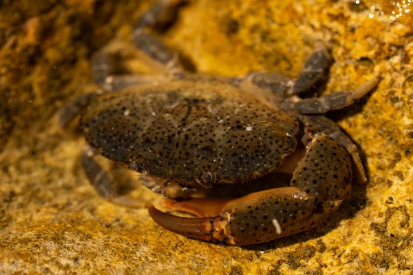 海象蟹 有时被称为疣蟹或黄蟹 黑海地区 — 图库照片